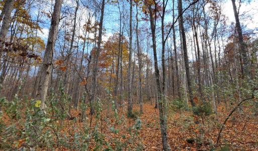 Photo #5 of Major Grahams, Wytheville, VA 22.0 acres
