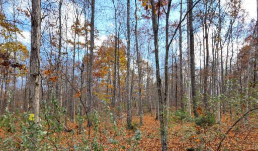 Photo #6 of Major Grahams Road, Wytheville, VA 38.3 acres