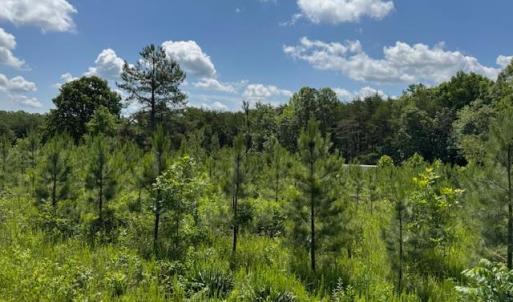 Photo #5 of Mini Ball Lane, Appomattox, VA 69.5 acres