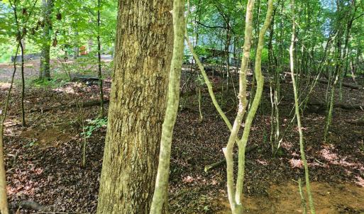 Photo #6 of Forest Shores Road, Wirtz, VA 0.7 acres
