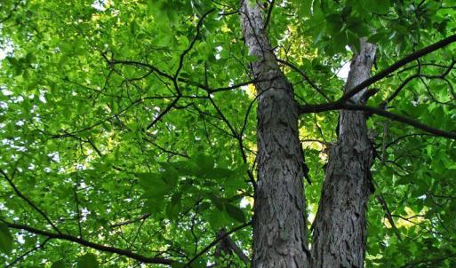Photo #1 of Mt Airy Farm Road, Gretna, VA 11.8 acres
