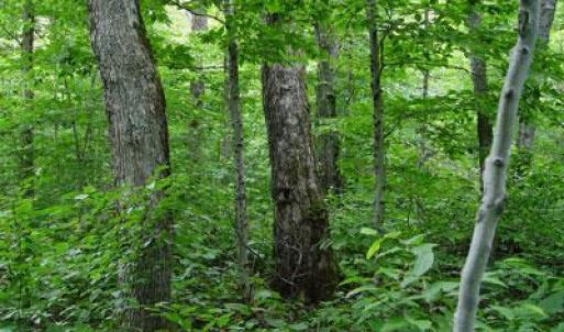 Photo #2 of Mt Airy Farm Road, Gretna, VA 11.8 acres