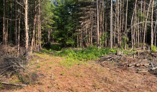 Photo #3 of Felix Road, Nathalie, VA 19.8 acres