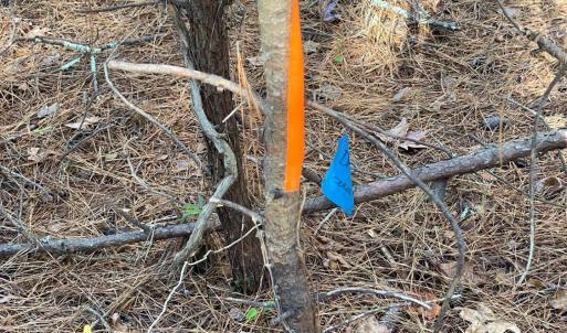 Photo #8 of Felix Road, Nathalie, VA 19.8 acres