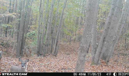 Photo #4 of Felix Road, Nathalie, VA 19.8 acres