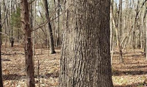 Photo #34 of Deal, Mooresville, NC 49.3 acres