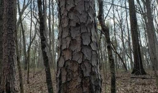 Photo #35 of Deal, Mooresville, NC 49.3 acres