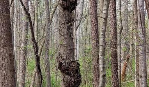 Photo #32 of Deal, Mooresville, NC 49.3 acres