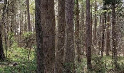 Photo #15 of Deal, Mooresville, NC 49.3 acres