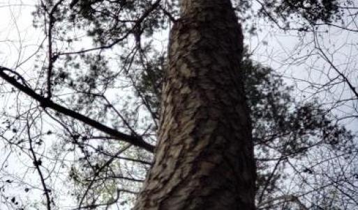 Photo #29 of Deal, Mooresville, NC 49.3 acres