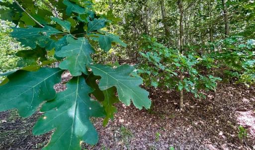 Photo #42 of Stewartsville Rd, Vinton, VA 17.5 acres
