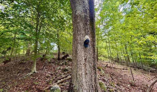 Photo #43 of Stewartsville Rd, Vinton, VA 17.5 acres