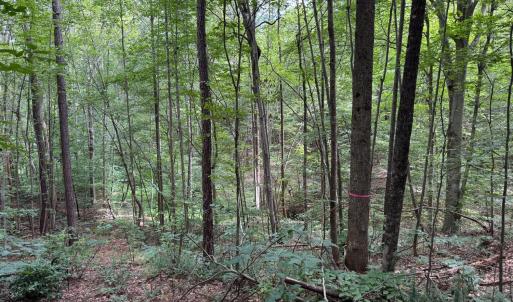 Photo #2 of Holiday Lake Road, Appomattox, VA 5.0 acres