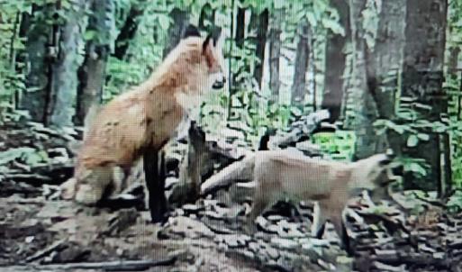 Photo #15 of 3523 Beverly Town Rd, Monroe, VA 4.8 acres