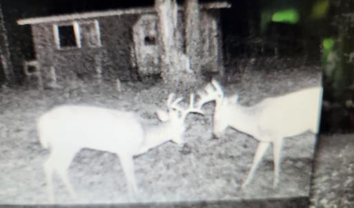 Photo #12 of 3523 Beverly Town Rd, Monroe, VA 4.8 acres