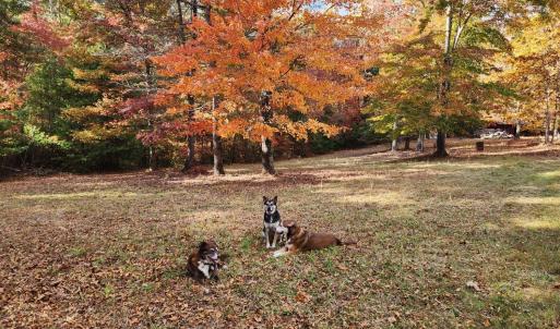 Photo #17 of 3523 Beverly Town Rd, Monroe, VA 4.8 acres