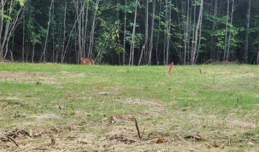 Photo #11 of Buccaneer Road, Moneta, VA 0.4 acres