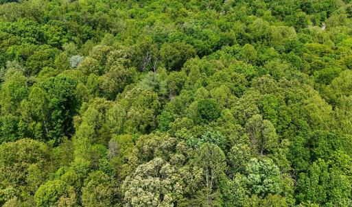 Photo #11 of Nelmonte Ln, Arrington, VA 4.9 acres