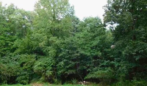 Photo #3 of 14811 Kings Highway, Drakes Branch, VA 24.2 acres