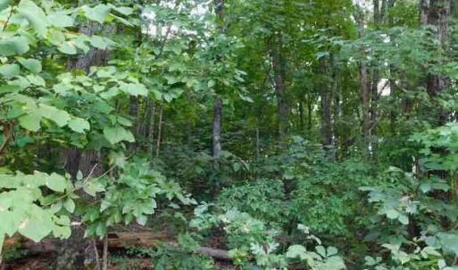 Photo #4 of 14811 Kings Highway, Drakes Branch, VA 24.2 acres