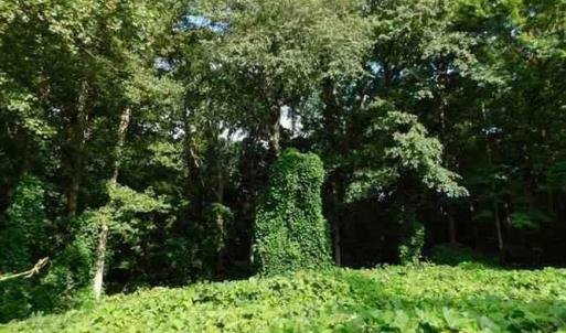 Photo #5 of 14811 Kings Highway, Drakes Branch, VA 24.2 acres