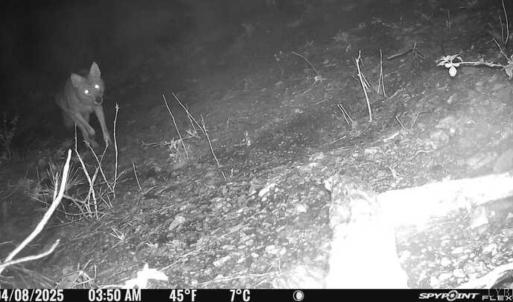 Photo #14 of Coles Ferry Road, Nathalie, VA 63.0 acres