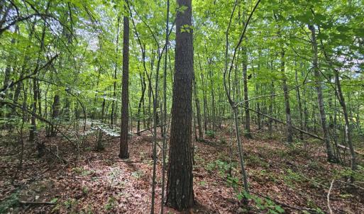 Photo #9 of James Anderson Highway, Gladstone, VA 100.0 acres