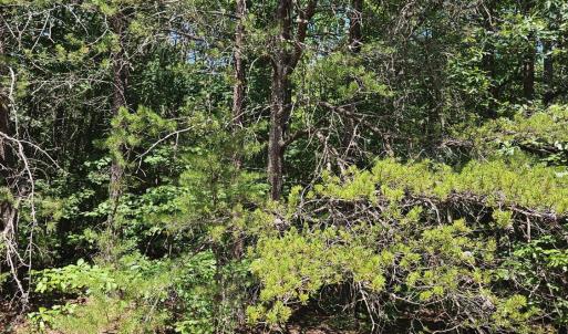 Photo #4 of James Anderson Highway, Gladstone, VA 100.0 acres