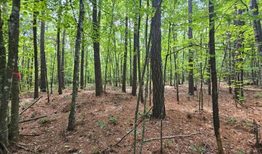 Photo #11 of James Anderson Highway, Gladstone, VA 100.0 acres