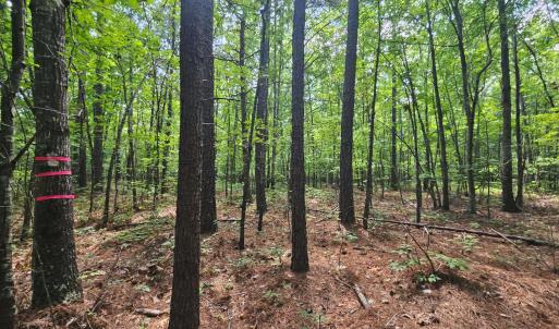 Photo #12 of James Anderson Highway, Gladstone, VA 100.0 acres