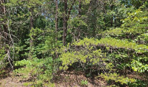Photo #5 of James Anderson Highway, Gladstone, VA 100.0 acres