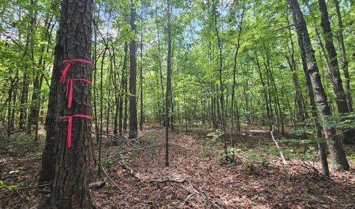 Photo #10 of James Anderson Highway, Gladstone, VA 100.0 acres