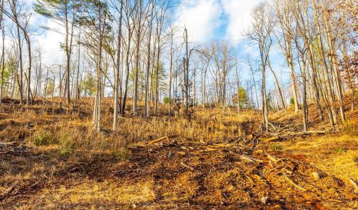 Photo #4 of Waughs Ferry Xing, Monroe, VA 77.3 acres