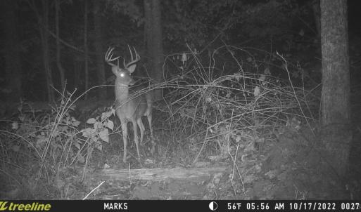 Photo #22 of 2417 Hunting Lodge Road, Schuyler, VA 66.7 acres