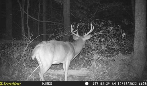 Photo #23 of 2417 Hunting Lodge Road, Schuyler, VA 66.7 acres