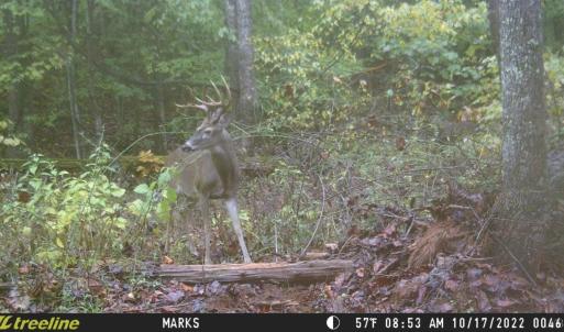 Photo #21 of 2417 Hunting Lodge Road, Schuyler, VA 66.7 acres