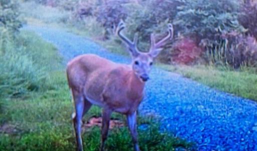 Photo #3 of WEST PERCH RD, Monroe, VA 21.0 acres