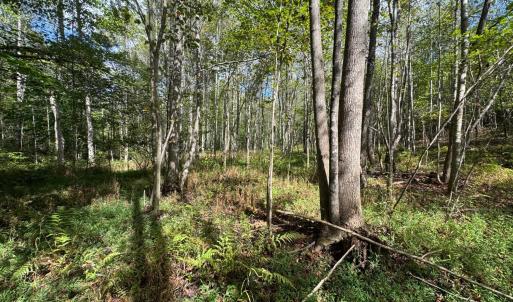 Photo #9 of Mountain Ridge Lane, Shipman, VA 9.3 acres