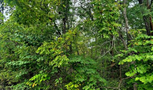 Photo #3 of Wildflower Lane, Dillwyn, VA 10.2 acres