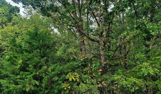 Photo #1 of Wildflower Lane, Dillwyn, VA 10.2 acres