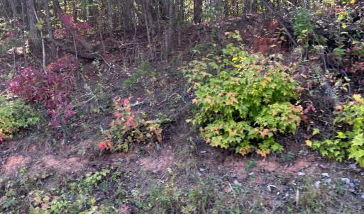 Photo #9 of Gallows Road, Gretna, VA 12.4 acres