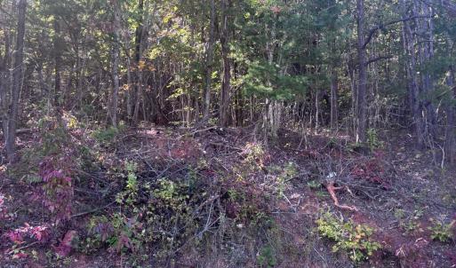 Photo #7 of Gallows Road, Gretna, VA 12.4 acres