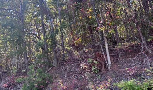 Photo #10 of Gallows Road, Gretna, VA 12.4 acres