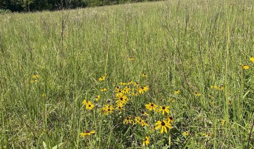 Photo #4 of Tin Top Place, Concord, VA 20.1 acres