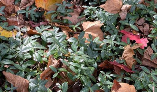 Photo #5 of Hunting Creek Road, Big Island, VA 6.1 acres