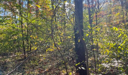 Photo #11 of Hunting Creek Road, Big Island, VA 6.1 acres