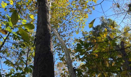 Photo #7 of Hunting Creek Road, Big Island, VA 6.1 acres