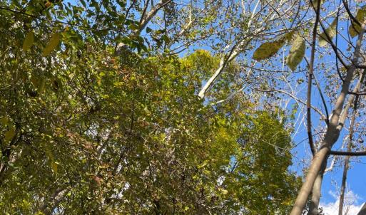 Photo #10 of Hunting Creek Road, Big Island, VA 6.1 acres