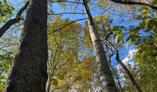 Photo #14 of Hunting Creek Road, Big Island, VA 6.1 acres