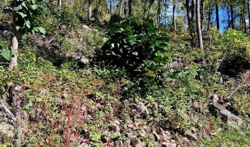 Photo #15 of Mount Horeb Road, Amherst, VA 60.6 acres
